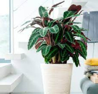 Calathea Sanderiana 19/65