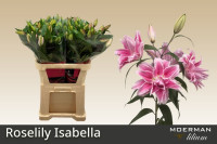 Lilium Oriental Duet Snowboard 80sm X10