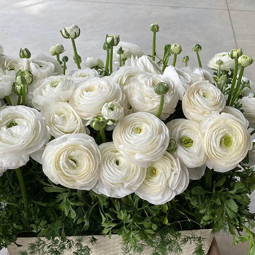 Ranunculus Elegance White Italia