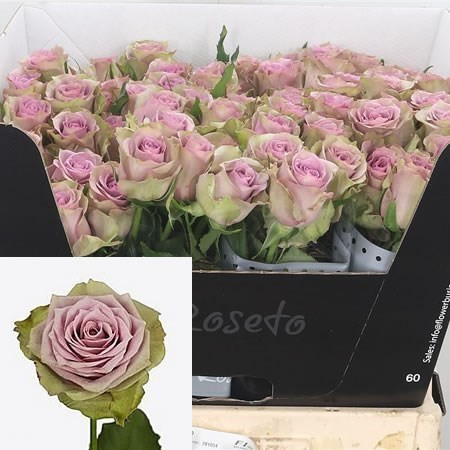 Rose Samantha Bridal 50 sm