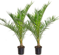 Phoenix Canariensis 19/90