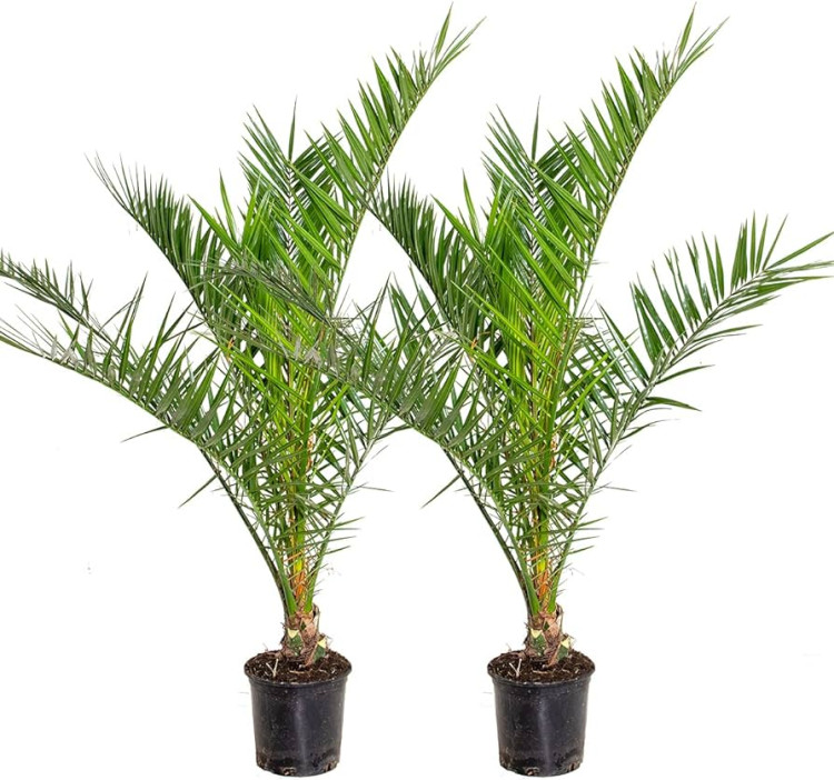 Phoenix Canariensis 19/90