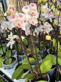 Phal 2/3-tak VG Pink 12/45