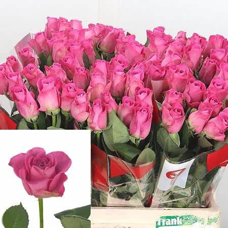 Rose H3o 60 sm