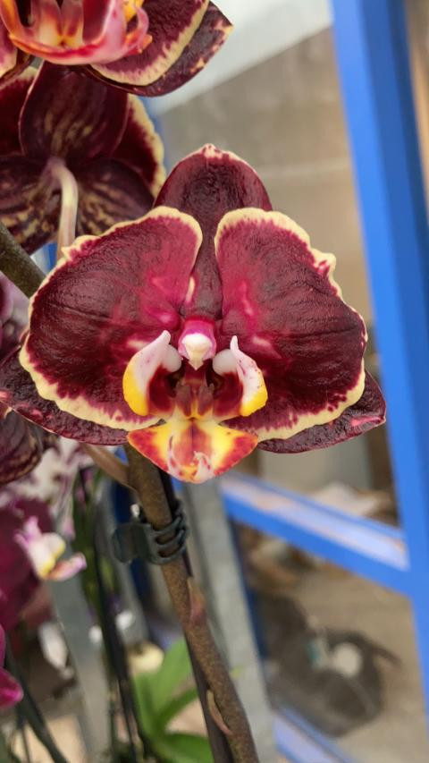 Phal 2-tak Piko Ov Rood 12/50