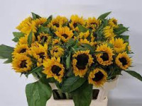 Helianthus (Подсолнух) Premier Orange Holland
