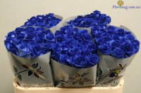 Rose Blue 60 sm