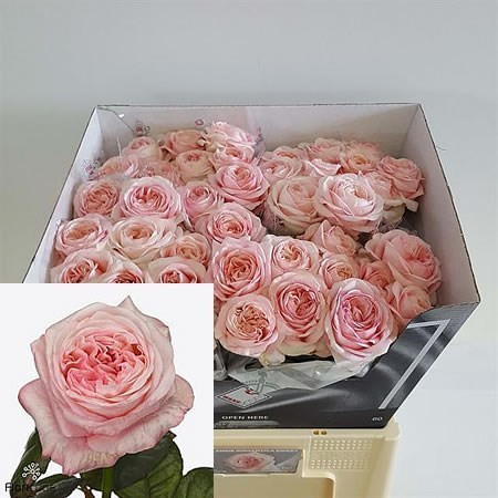Rose Angie Romantica Crem  50 sm