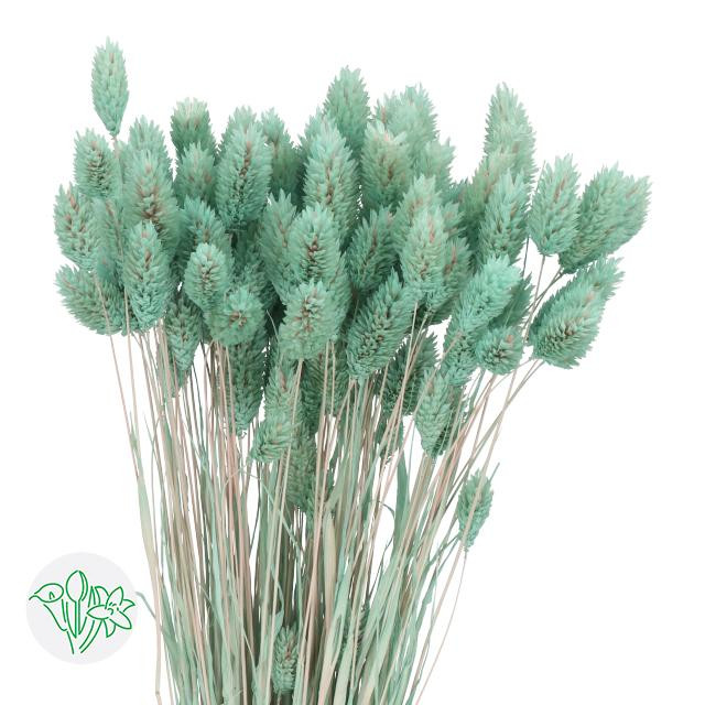 Phalaris Light Blue