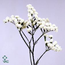 Lim Statice White Holl
