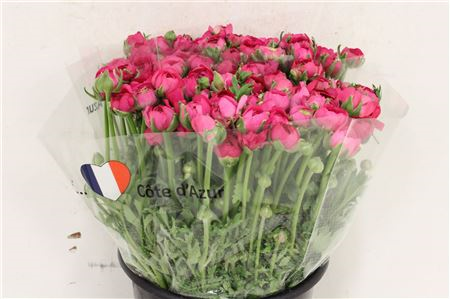 Ran Elegance Hot Pink Fr