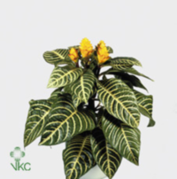 Aphelandra Dania