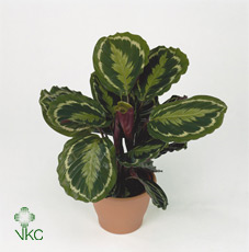 Calathea Medallion