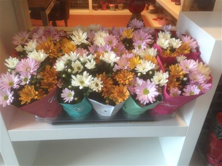 Chrysanth Rnr Tisento
