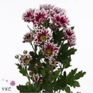 Chr T Firmenich X5 - Chrysant-spr-Firmenich-wholesale