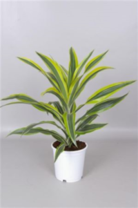 Dracaena Lemon Lime Kopstek