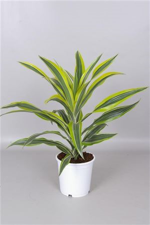 Dracaena Lemon Lime Kopstek