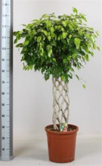 Ficus Be Exotica Op Stam