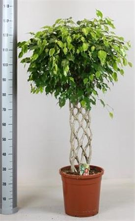 Ficus Be Exotica Op Stam