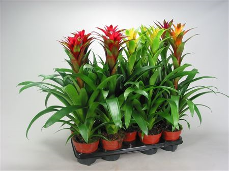 Guzm Green Flower (decorum)