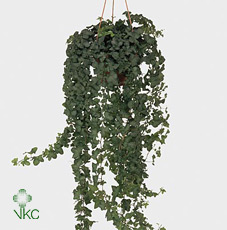 Hedera He Green Wave