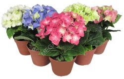 Hydrangea Early Blu 13/40