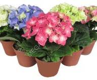 Hydrangea Early Blu 13/40 - 24756.250