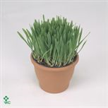 Kattegras