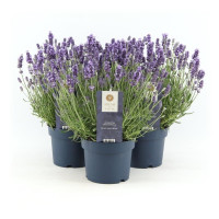 Lavandula Felice 12/30