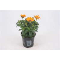 Osteospermum Oranje