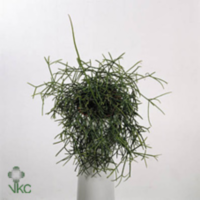 Rhipsalis Cassutha