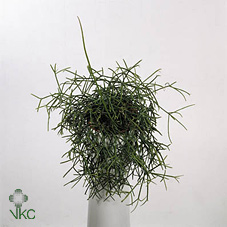 Rhipsalis Cassutha