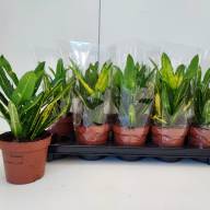 Codiaeum Sunny Star Croton 9/20 - зображення_viber_2025-03-26_13-30-41-109