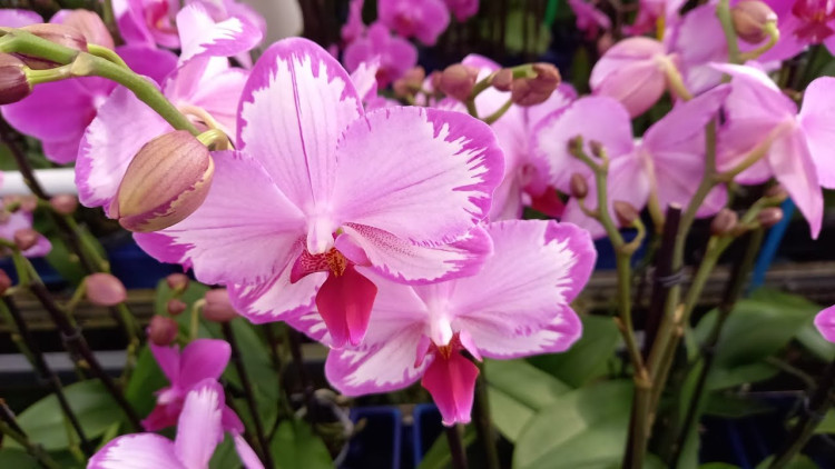 Phal A2 Toshi 12/60