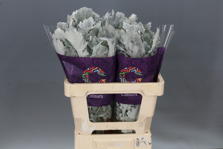Senecio Cineraria Silver Lagoon