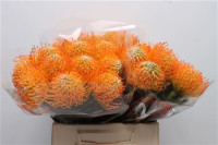 Leucodendron High Gold