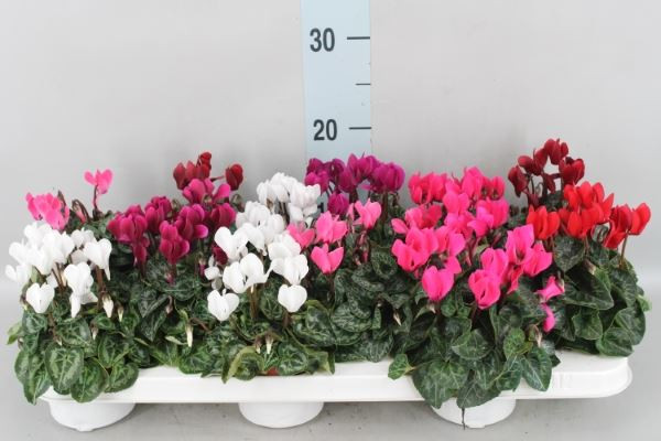 Cyclamen Super Verano 510/20