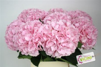 Hydr S Pink X5 Holland