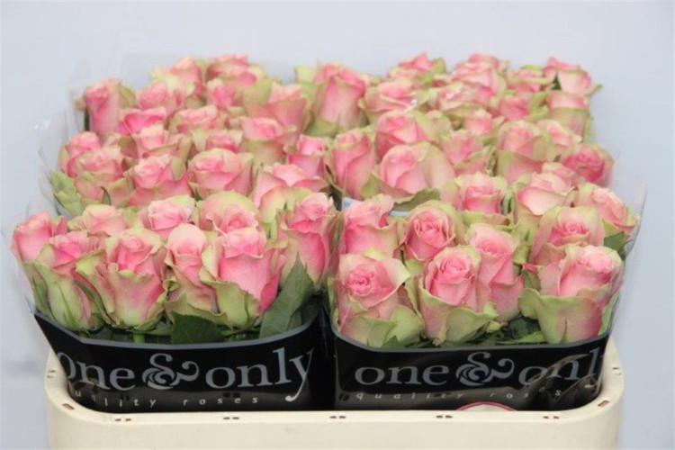 Rose Belle Rose 70 sm