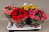 Begonia Du Gem 17/35