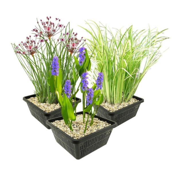 Waterplanten (водяной микс) 19/10