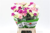 Dianthus Pastel MIX Colombia