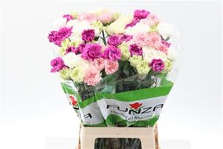 Dianthus Pastel MIX Colombia