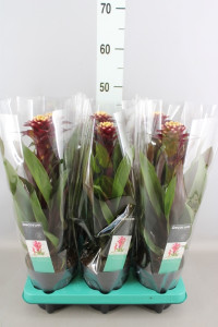 Guzmania Francesca 12/45
