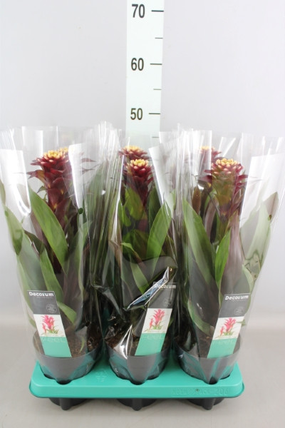 Guzmania Francesca 12/45