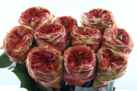 Rose Cubana Summerhouse Extra 60 sm