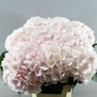 Hydr S Sweet Verena X5 -80cm
