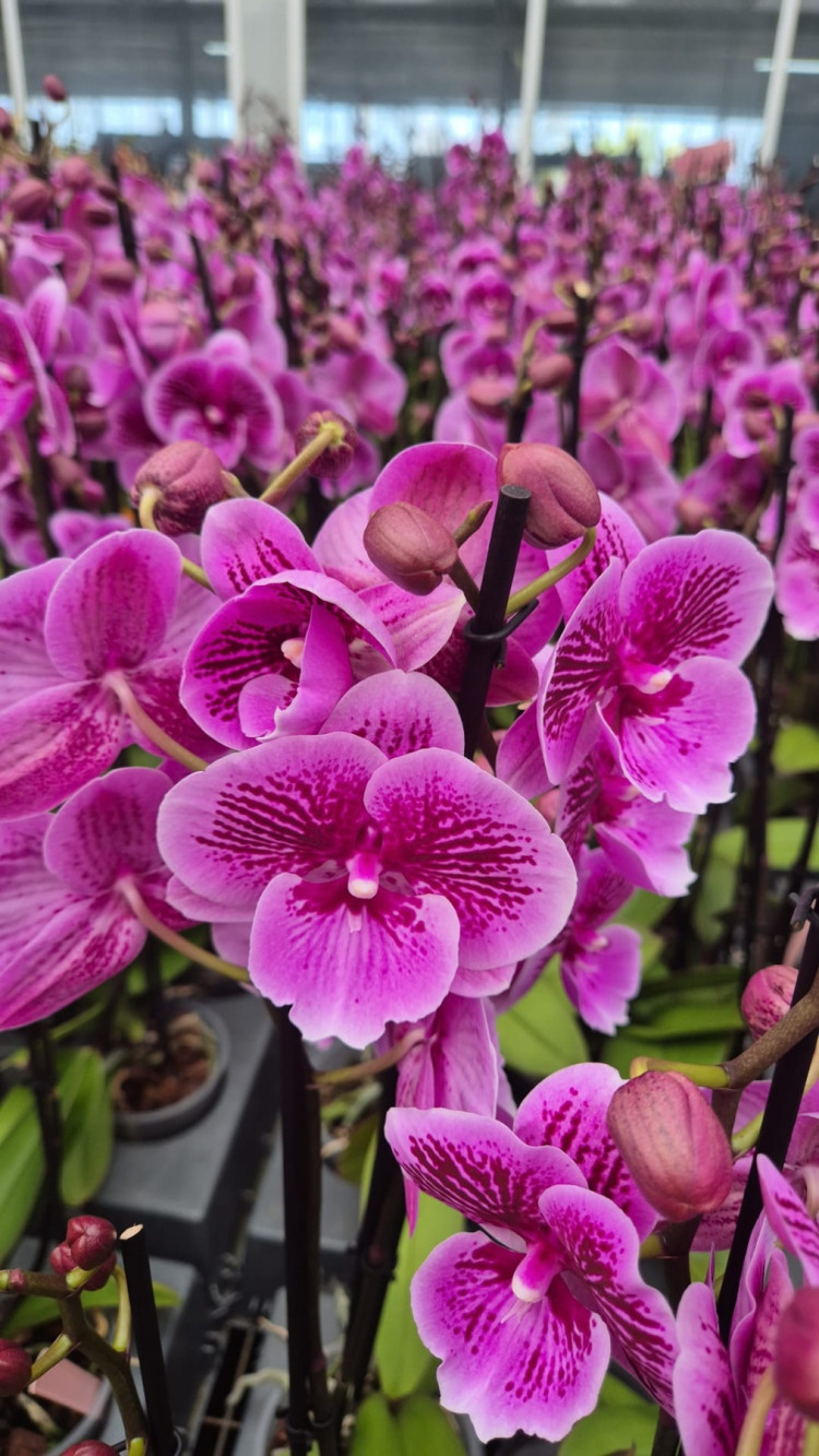 Phal 2-tak Wild berry 12/75