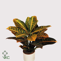 Codiaeum Petra 13/35