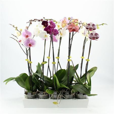 Phal 1/2/3-tak A2 Opti-flor Multi Mix 12/45